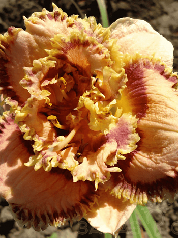 Лилейник Bonibrae Sharky