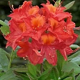 Азалия крупноцветковая Tunis