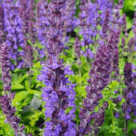 Шалфей дубравный Synchro Blue
