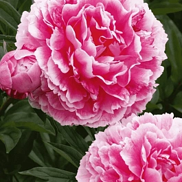 Пион Koningin Wilhelmina