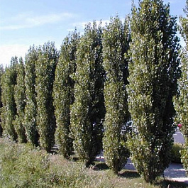 Тополь черный Италика Тополь черный Италика