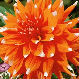 Георгина Color Spectacle