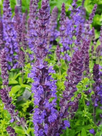 Шалфей дубравный Synchro Blue