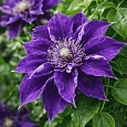 Клематис Shin-Shigyoku
