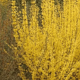 Форзиция промежуточная Minigold