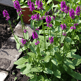 Чистец Монье Hummelo