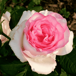 Роза чайно-гибридная bella vita