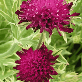 Короставник македонский Thunder and Lightning