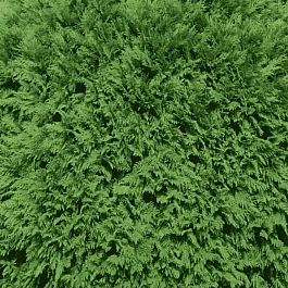 Туя западная Woodwardii