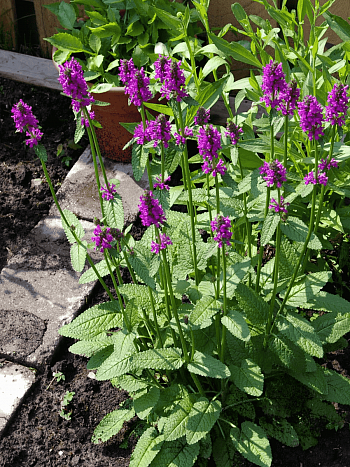 Чистец Монье Hummelo