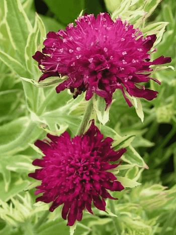Короставник македонский Thunder and Lightning