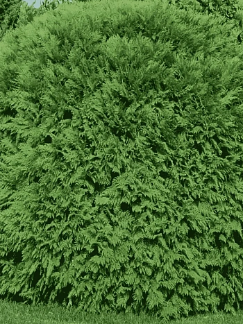 Туя западная Woodwardii