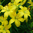 Лилия азиатская Жиронда