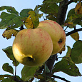 Яблоня Осенняя радость Мичуринска