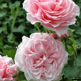 Роза грандифлора Louise De Marillac