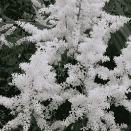 Астильба Арендса Close Harmony