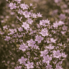 Гониолимон татарский (Углостебельник)