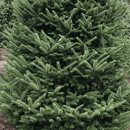 Пихта корейская Samling