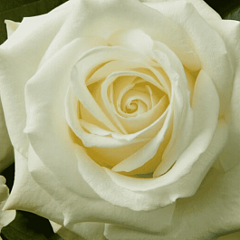 Роза чайно-гибридная Avalanche