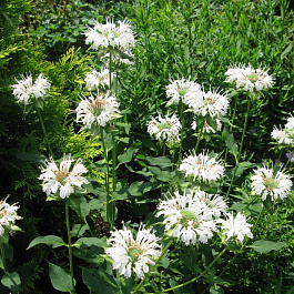 Монарда гибридная Шнеевитхен Монарда гибридная Шнеевитхен