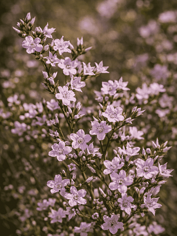 Гониолимон татарский (Углостебельник)