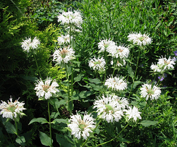 Монарда гибридная Шнеевитхен