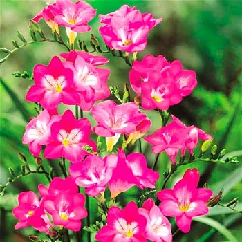 Фрезия Махровая Pink