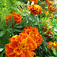 Бархатцы отклоненные махровые Двухцветный гигант