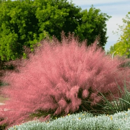 Мюленбергия волосовидная