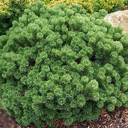 Сосна горная Шервуд Компакт
