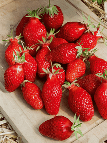 Земляника садовая Гаригуэтта