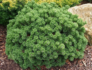 Сосна горная Шервуд Компакт