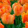 Тюльпан Parrot King