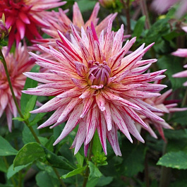 Георгина Полукактусовая Ален Мимун