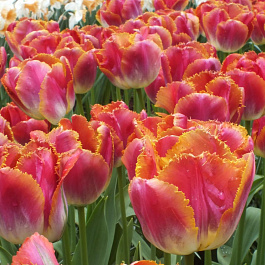 Тюльпан бахромчатый Сансет Майями НАБОР 2ШТ (7+7)