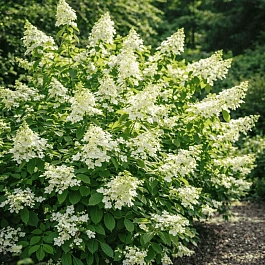 Гортензия метельчатая Levana
