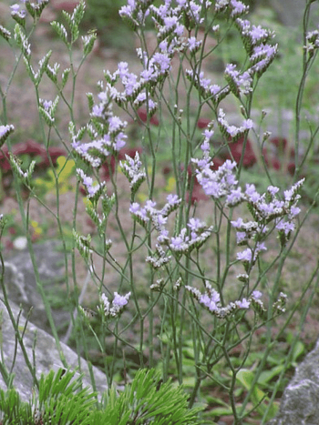 Кермек широколистный Blauer Diamant