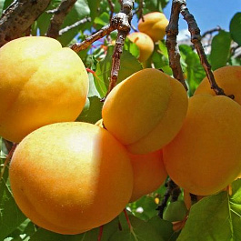 Абрикос обыкновенный Десертный