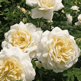 Роза чайно-гибридная Comtessa