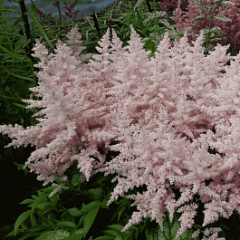 Астильба гибридная Younique Silverypink