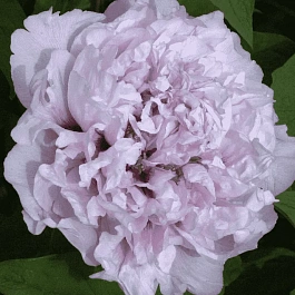 Пион Древовидный Lila