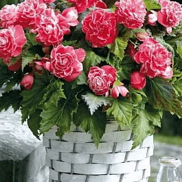 Бегония Camelia