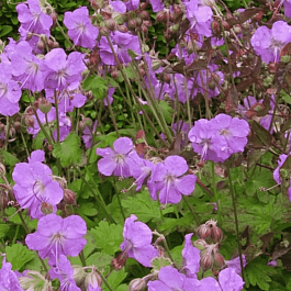 Герань кентабриджийская