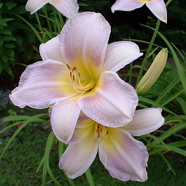 Лилейник гибридный Катерина Вудбери