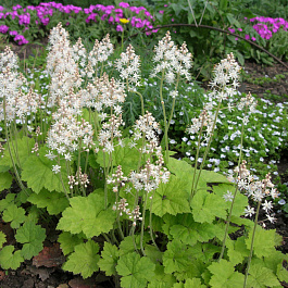 Тиарелла сердцелистная