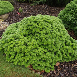 Пихта корейская Тундра