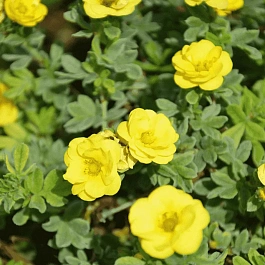 Лапчатка кустарниковая Citrus Tart