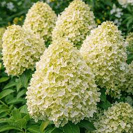 Гортензия метельчатая Whitelight