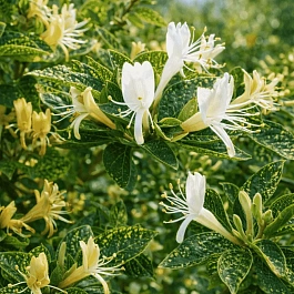 Жимолость японская Aureoreticulata