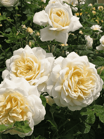 Роза чайно-гибридная Comtessa